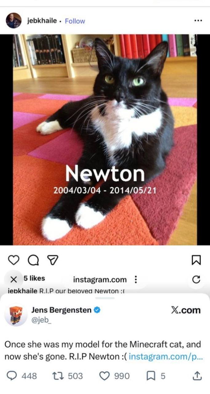 Newton, a black-and-white tuxedo cat, resting on a red rug